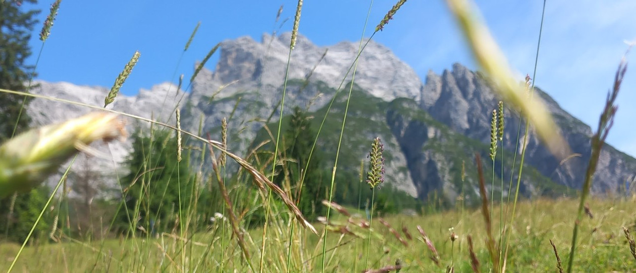 Bild teaser-header-wiese.2100x902.jpg