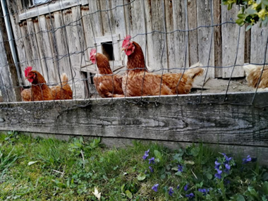 Bild huehner.800x600.png