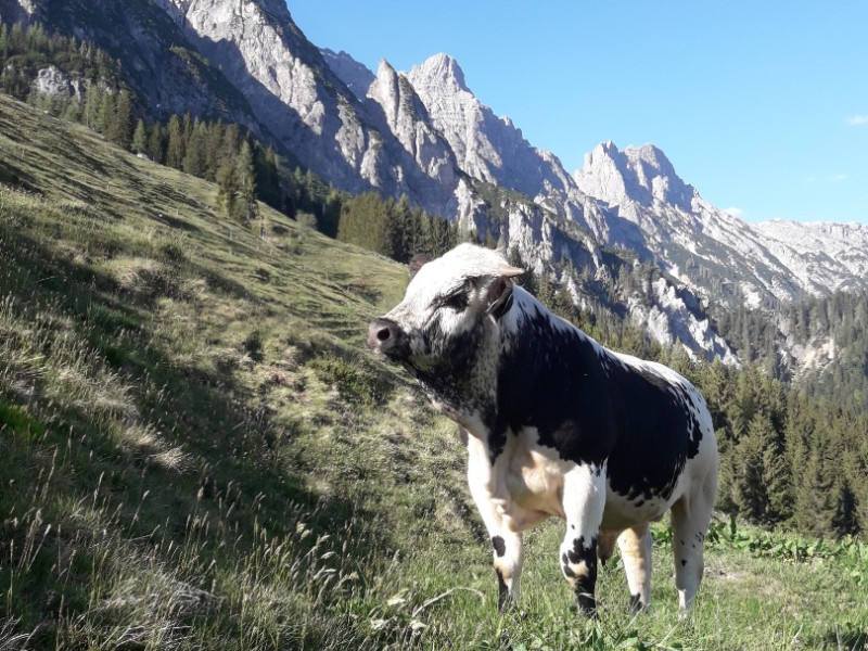 Bild 20180508_173900.800x600.jpg