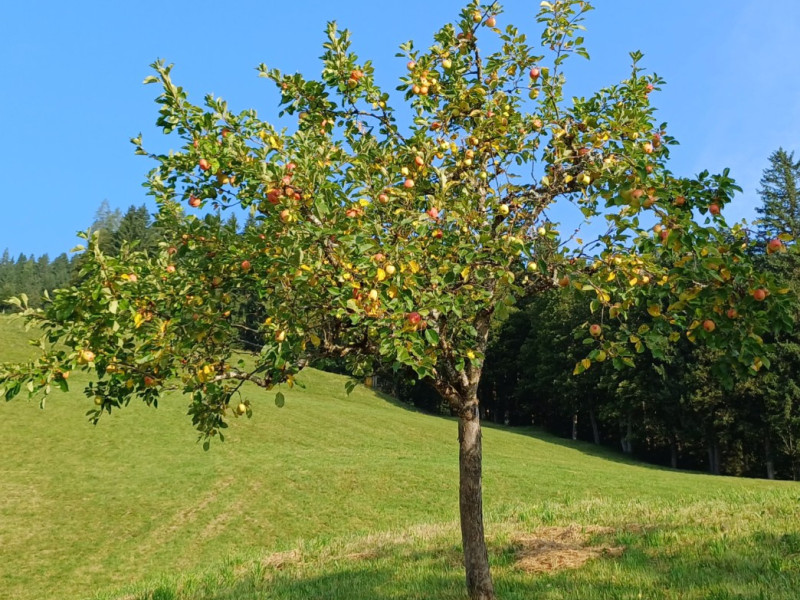 Bild obstbaum-teaser-mobil.800x600.jpg