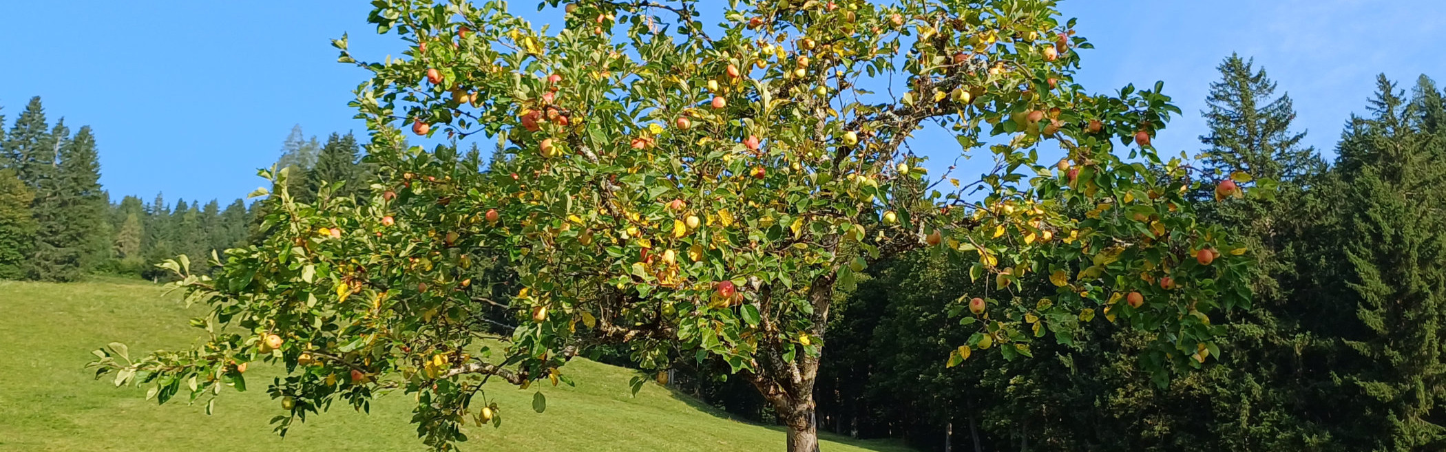 Bild obstbaum-teaser-quer.2100x657.jpg