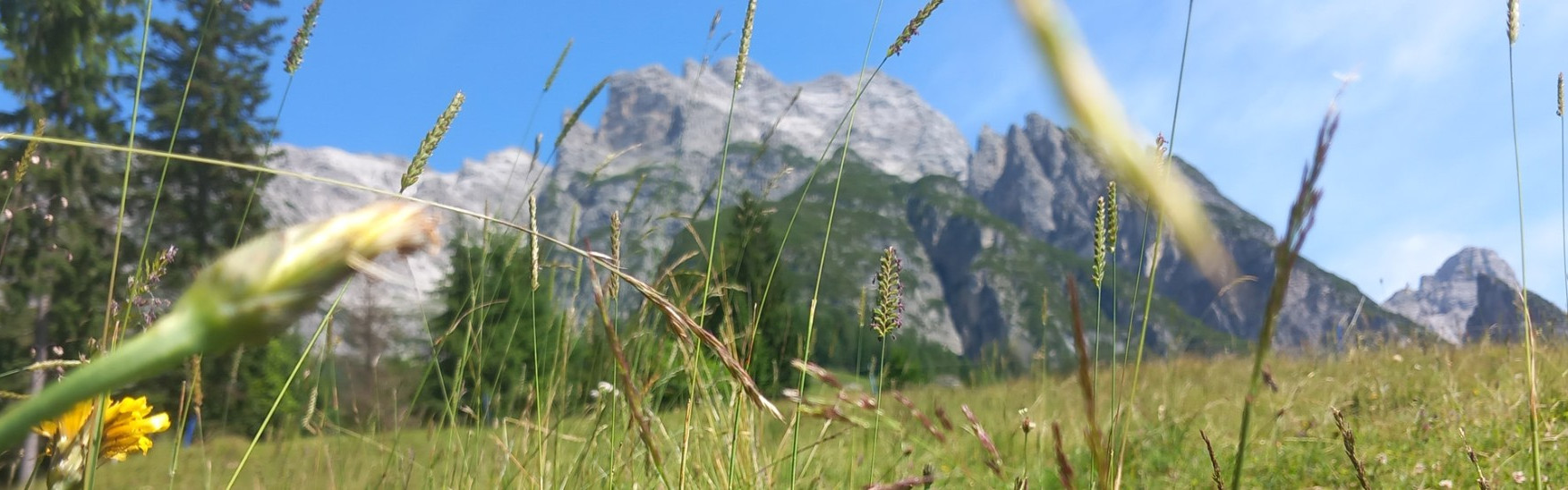 Bild teaser-header-wiese.2100x657.jpg