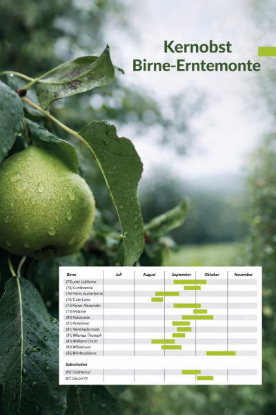 Birnen - Obstbaum, Unterlage Quitte A